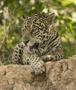 jaguar